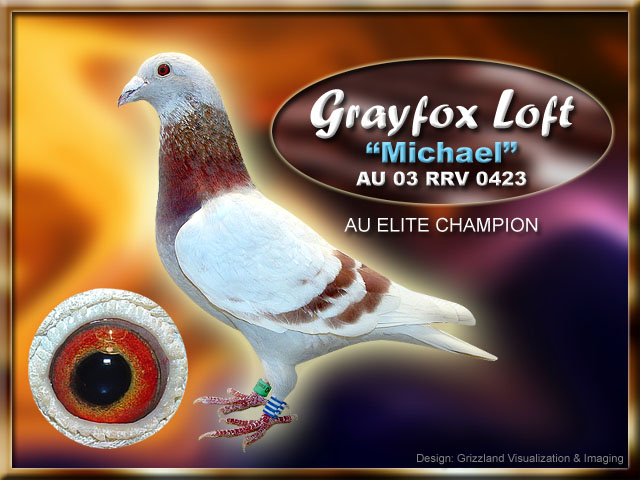 Gray Fox Harms Racing Pigeons