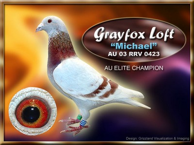 Gray Fox Harms Racing Pigeon Elite