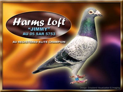 Gray Fox Harms Racing Pigeon Elite